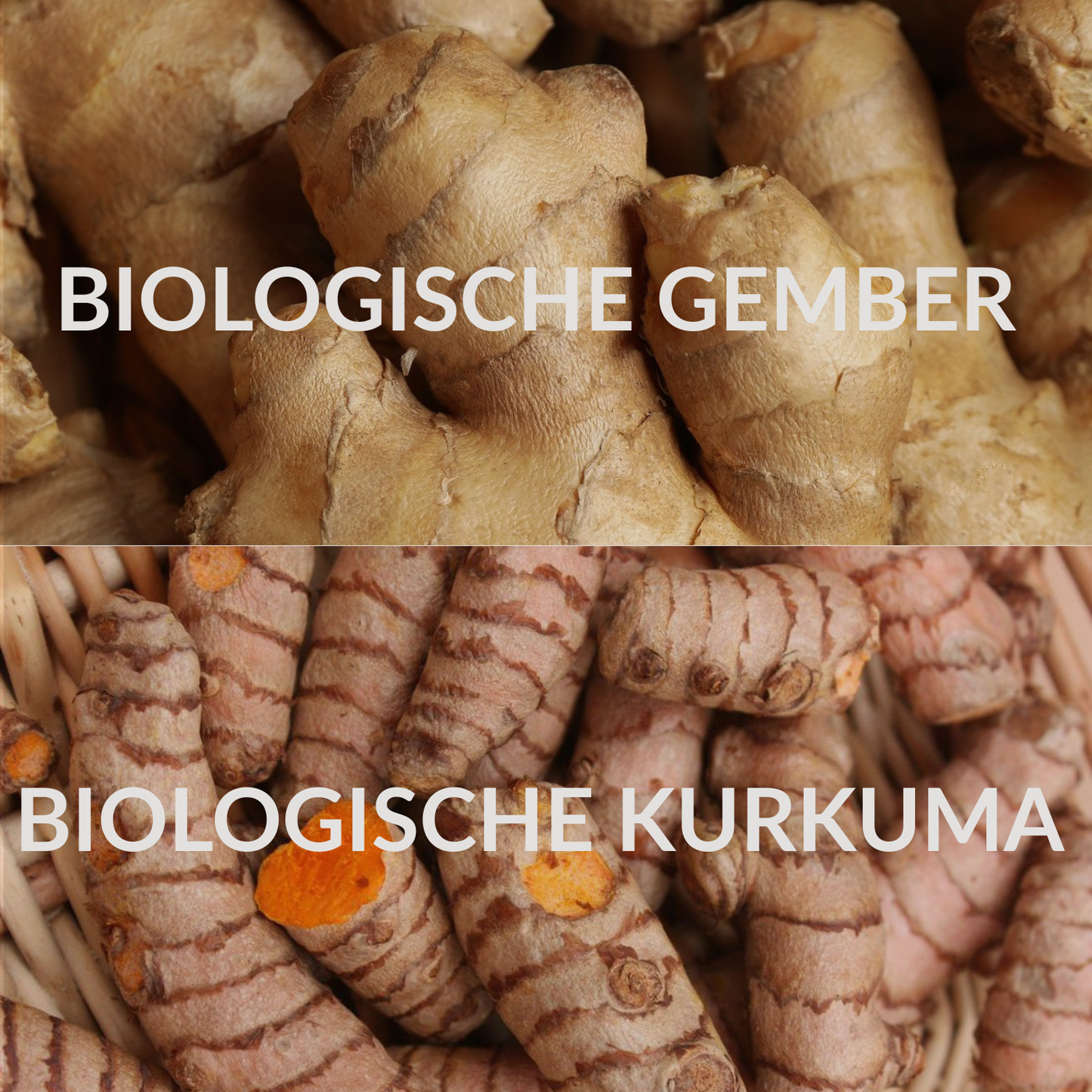 Gember - Kurkuma